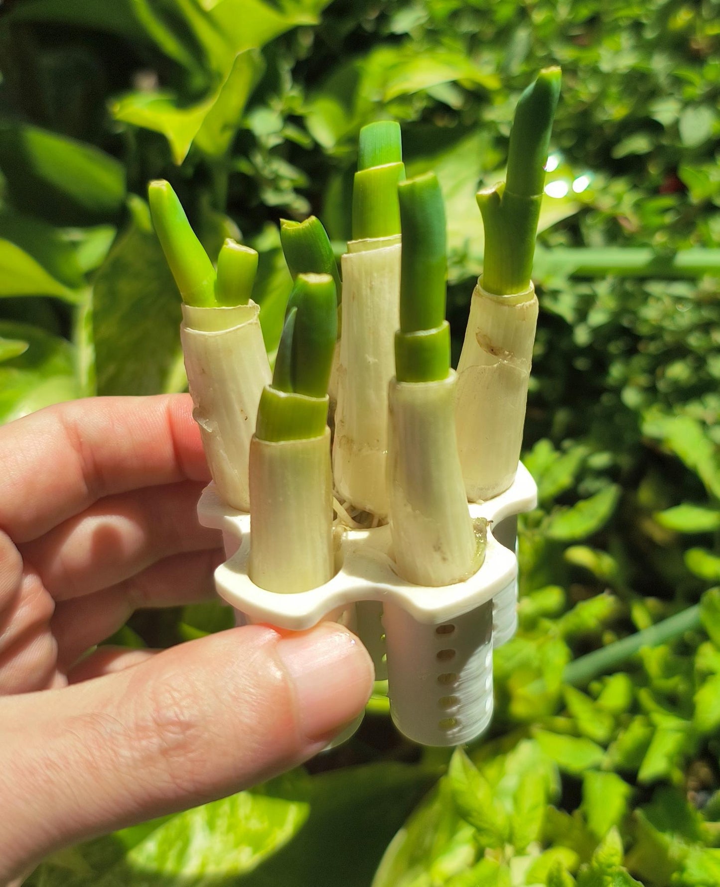 Green Onion/Scallions Grower