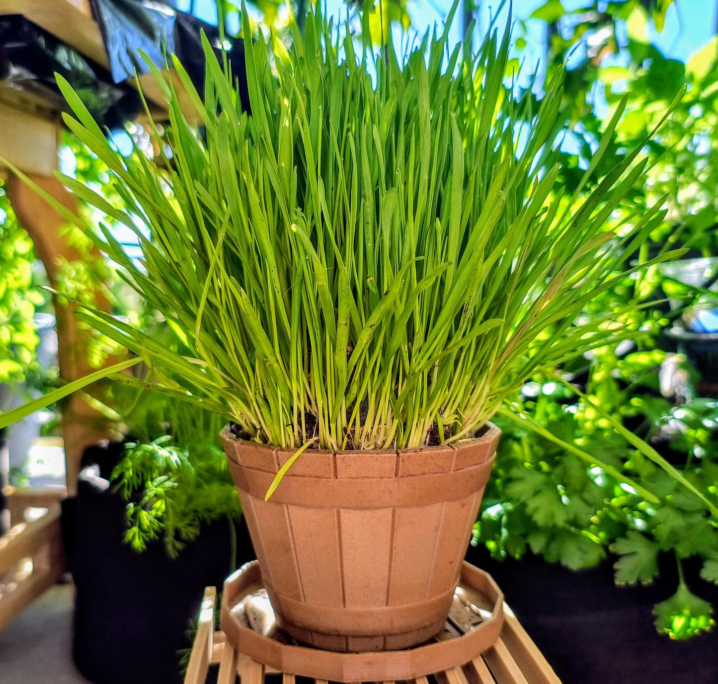 Cat Grass kit with plant pot